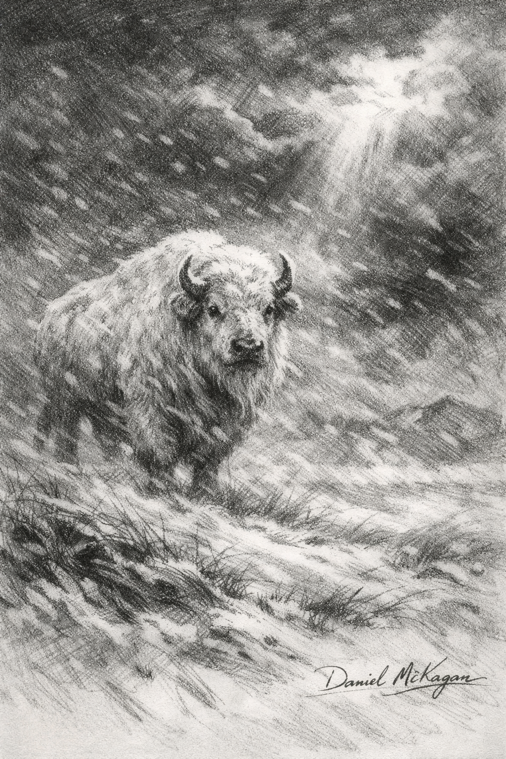 Blizzard Bison